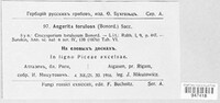 Aegerita torulosa image